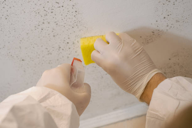 Biohazard Mold Removal in Millbury, OH